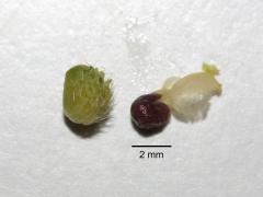 fruit and seed